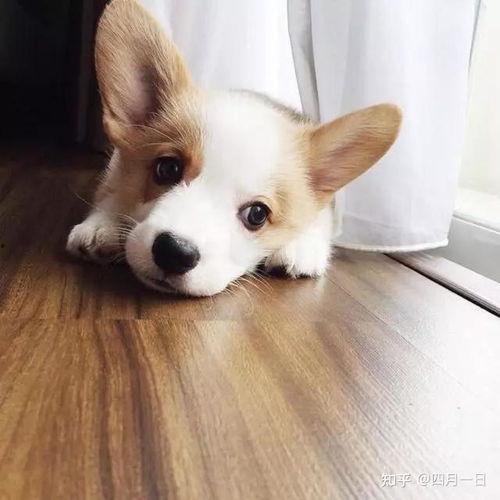 柯基最新爆料图片高清,高清美照曝光引网友热议